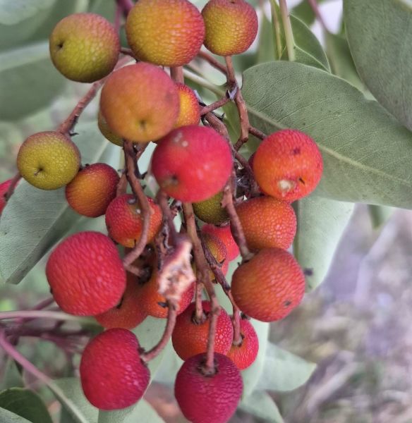 15 Adet Arbutus Andrachne (Sandal Ağacı) Tohumu
