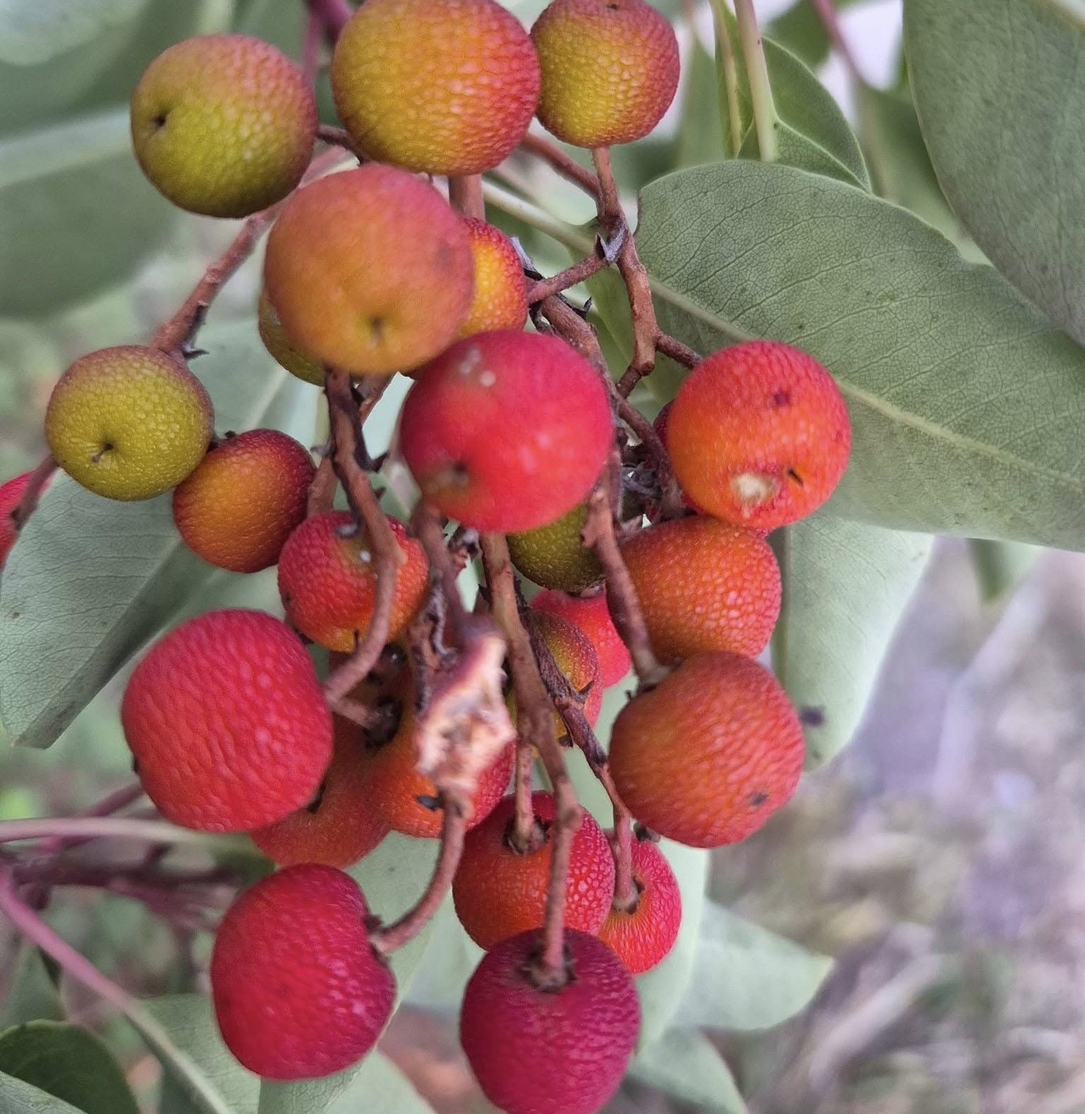 15 Adet Arbutus Andrachne (Sandal Ağacı) Tohumu