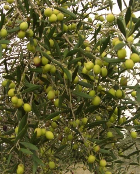 Zeytin (Gemlik) Fidanı 4-5 Yaş--170-200 cm