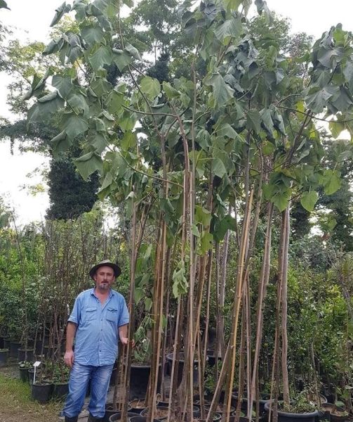 100 adet Paulownia Tomentosa-Çin Kavağı tohumu