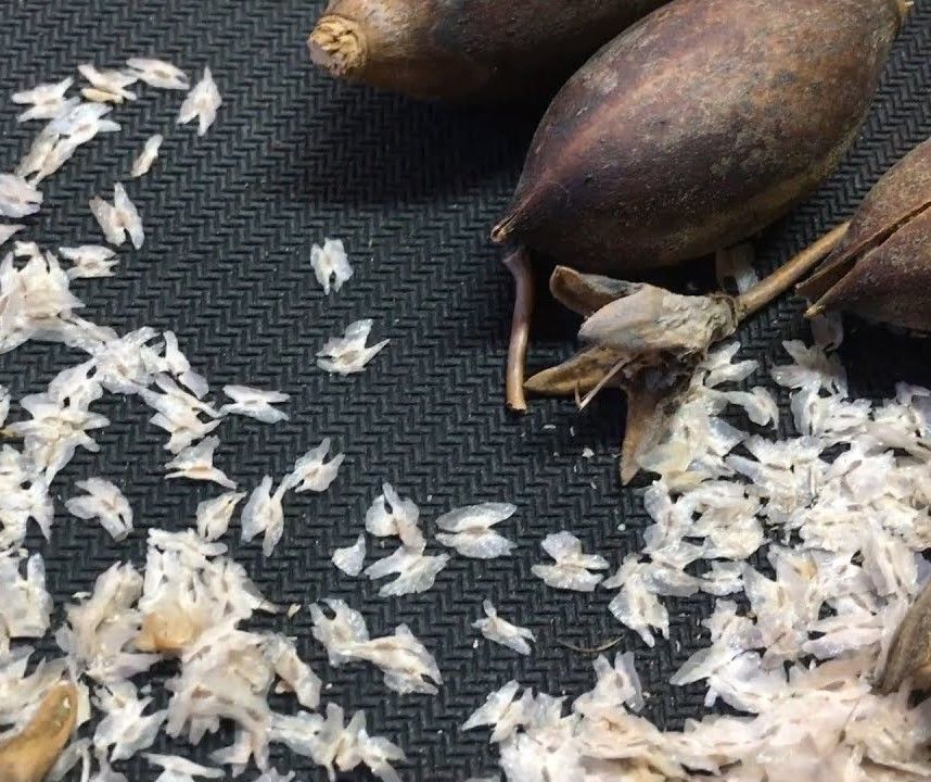 100 adet Paulownia Tomentosa-Çin Kavağı tohumu