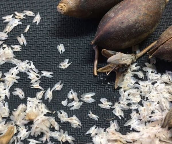100 adet Paulownia Tomentosa-Çin Kavağı tohumu