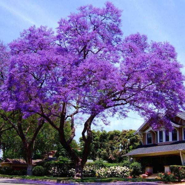 100 adet Paulownia Tomentosa-Çin Kavağı tohumu