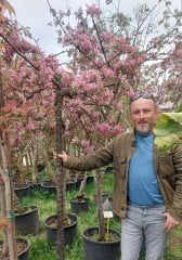 Ters Süs Elması Fidanı 220-250 cm-Gövde Çevresi 18-20 cm