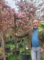 Ters Süs Elması Fidanı 220-250 cm-Gövde Çevresi 18-20 cm