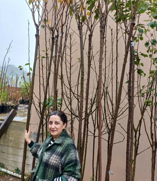 İthal Süs Kirazı Sakura Fidanı 350 cm Boy-Gövde Çevresi 10-14 cm