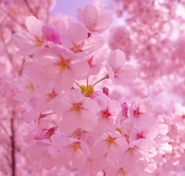İthal Süs Kirazı Sakura Fidanı 350 cm Boy-Gövde Çevresi 10-14 cm