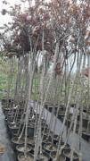 İthal Süs Kirazı Sakura Fidanı 350 cm Boy-Gövde Çevresi 10-14 cm