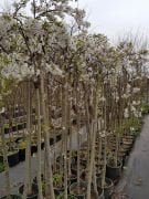 Ters Aşılı Süs kirazı Fidanı 220-250 cm-Gövde Çapı 20-26 cm
