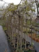 Ters Aşılı Süs kirazı Fidanı 220-250 cm-Gövde Çapı 20-26 cm