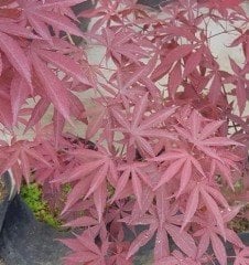Japon Akçaağacı İthal Acer Palmatum 100-120 cm