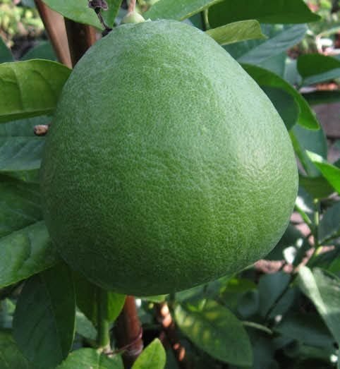 Bergamot Fidanı 30 cm