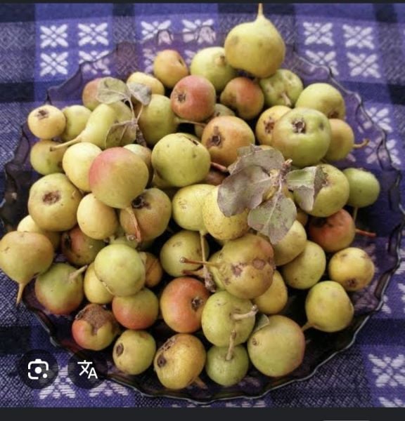 Yöresel Giresun Zeytin Armut Fidanı 150 cm
