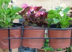 Balkon Saksı Demir Askılık 4 Saksılık
