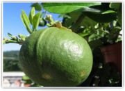 Bergamot Fidanı 30 cm