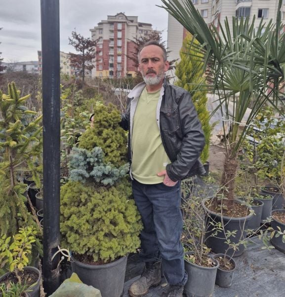 Bir Ağaçta 2 Farklı Çam Konik Ladin ve Aşılı Mavi Ladin  Çift Aşılı Resimdeki Bitki