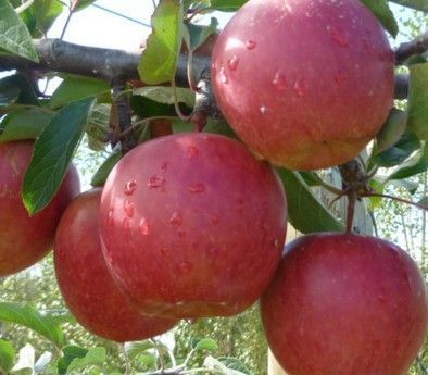 Braeburn Elma Fidanı 230-270 cm- 6 Yaş-Gövde Çapı 6-10 cm