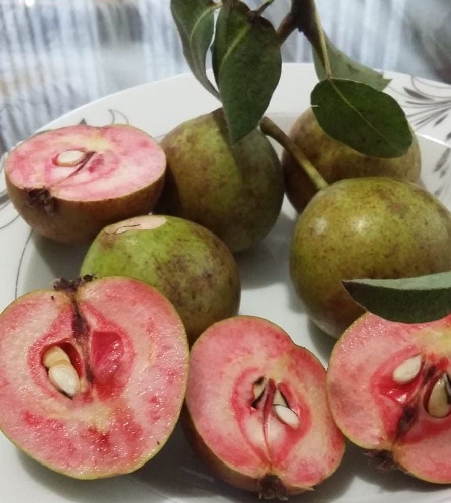 İçi Kırmızı Armut Fidanı-Türkiyede İlk ve Tek 100-150 cm