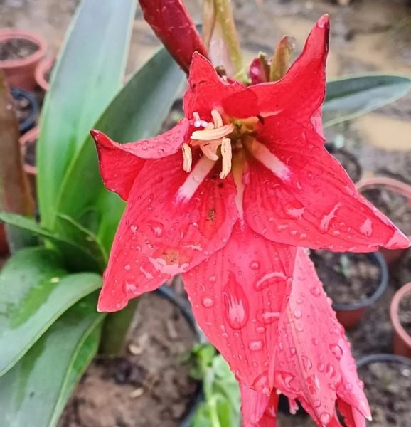 Hippeastrum johnsonii (Anna Pavlova Amaryllis Canlı Bitki Çiçekli
