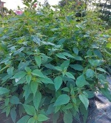 Jumbo Boy Ananas Kokulu Adaçayı Fidesi Pino Salvia Rutilans