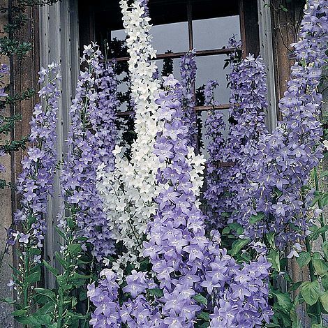 Campanula Pyramidalis Fidesi Dev Çiçek Başakları