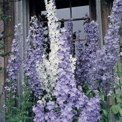 Campanula Pyramidalis Fidesi Dev Çiçek Başakları