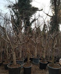 Armut (Margarita Marilla ) Fidanı 15-20 yaş 230-280 cm-Gövde Çapı 50 cm