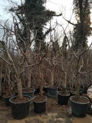 Armut (Margarita Marilla ) Fidanı 15-20 yaş 230-280 cm-Gövde Çapı 50 cm