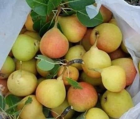 Armut (Orak) Armudu Fidanı 120-150 cm