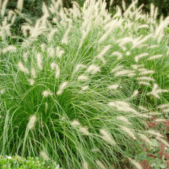 Fıskiye Sazı Fidesi Pennisetum Alopecuroides