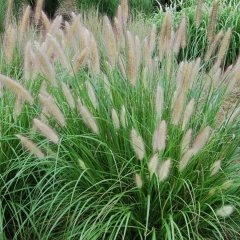 Fıskiye Sazı Fidesi Pennisetum Alopecuroides