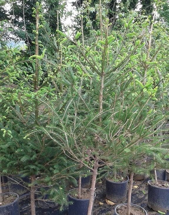 Avrupa ( Batı) Ladini Fidanı 200-230 cm