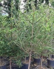 Avrupa ( Batı) Ladini Fidanı 200-230 cm
