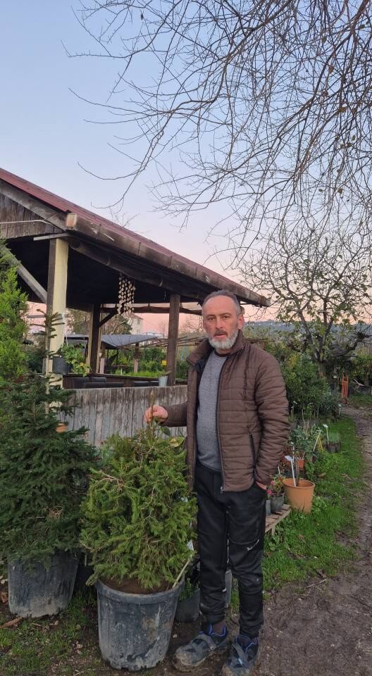 Yılbaşı Ağacınız Doğu ladini