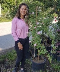 8 Yaş-Yarı Sarmaşık Mini Pembe Kokulu Gül Fidanı
