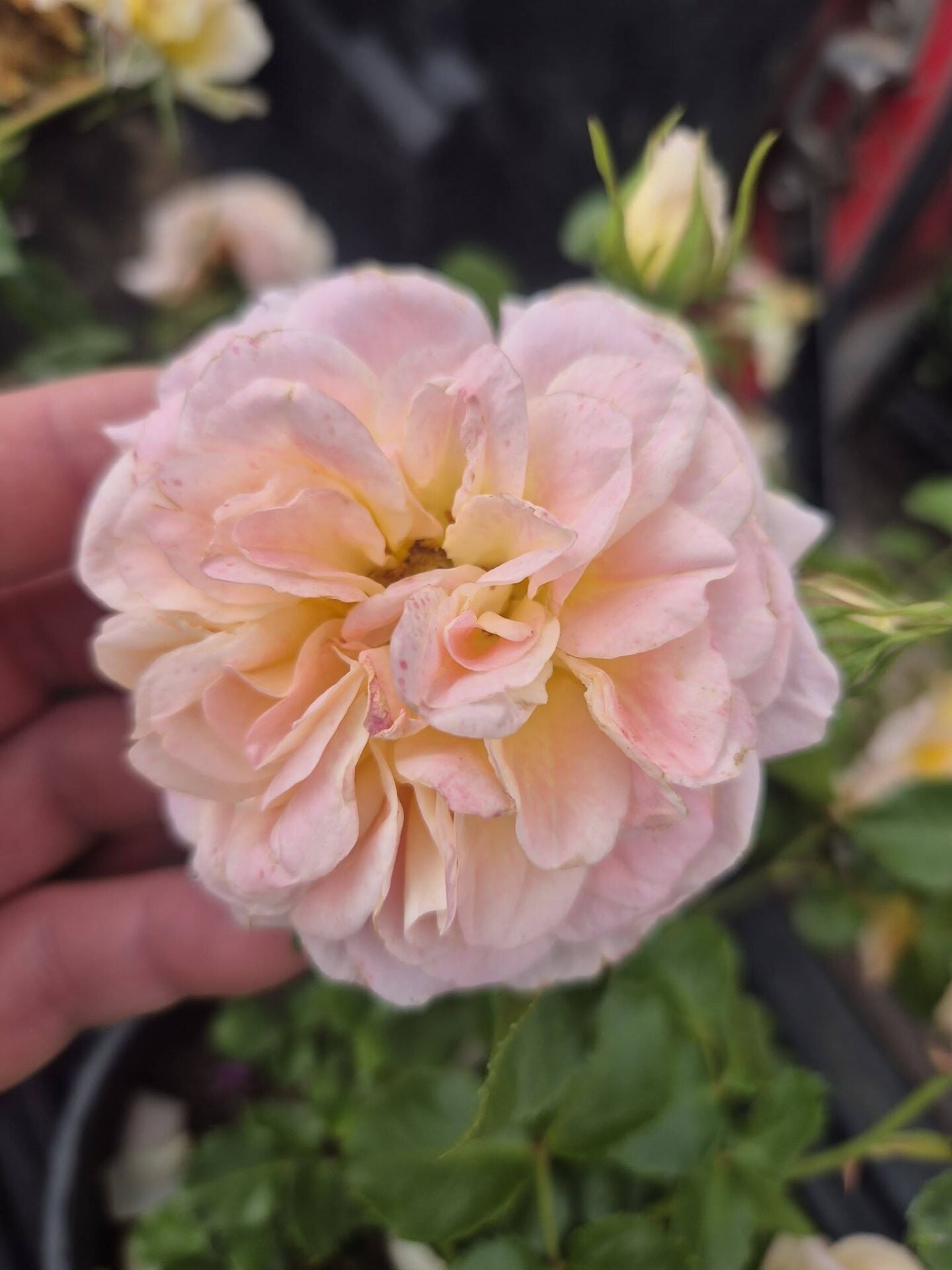 Rosa Sabrina