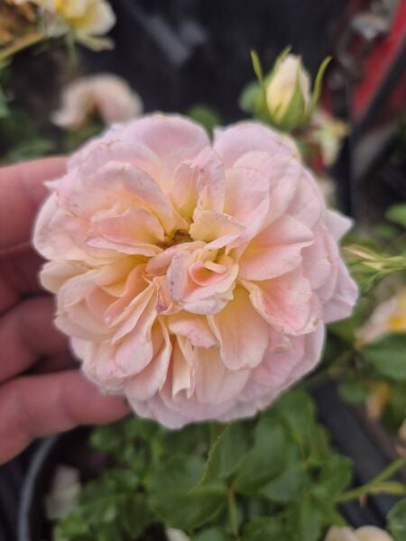 Rosa Sabrina
