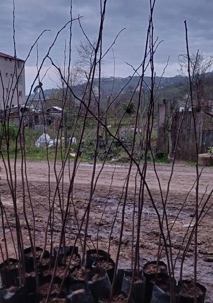 Kırmızı-Mor Çiçekli Akasya fidanı 120-150 cm