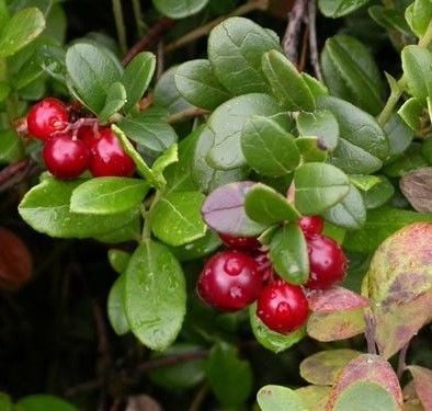 Vaccinium Macrocarpon-Cranberry-Turna Yemişi 40 cm