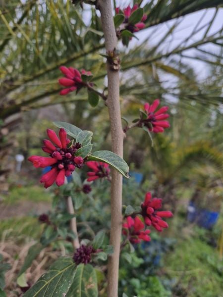 Kırmızı Çiçekli Cestrum (Cestrum Elegans) Anaç Fidan 150-180 cm