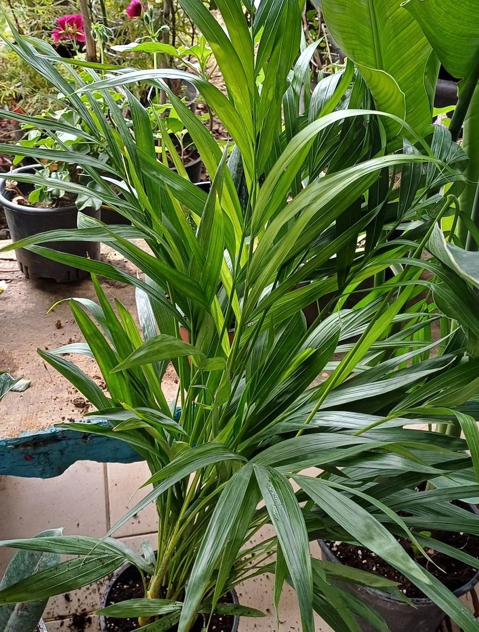 Areka Palmiyesi 80-100 cm