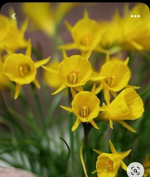 Çan Nergisi Bitkisi Sarı-Saksıda Canlı Soğan 1 Adet