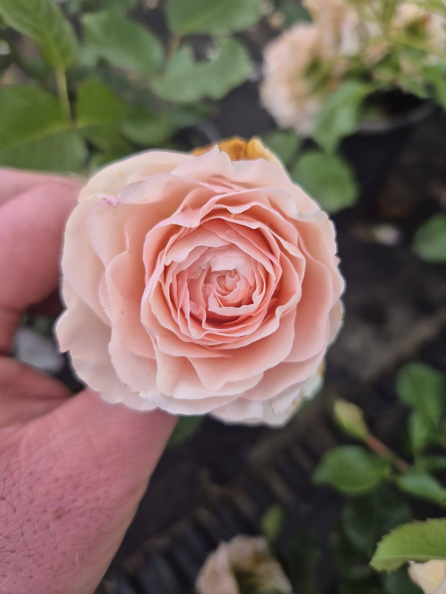 Unforgettable Rose-3 Yaş