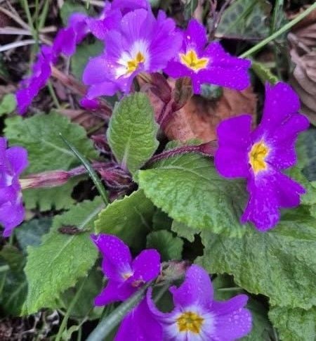 2 Adet Çuha Çiçeği (Primula) Fidanı-Yerli Üretim-Saksılı
