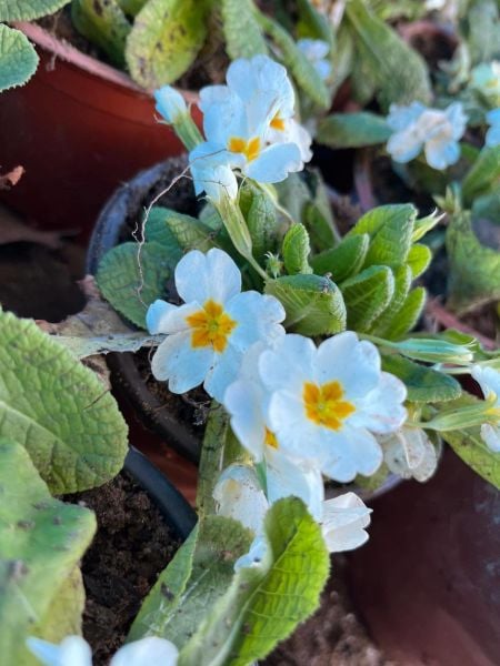 2 Adet Çuha Çiçeği (Primula) Fidanı-Yerli Üretim-Saksılı