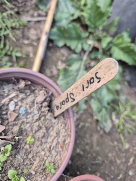 Sparaxis Çiçeği Sarı Renk Canlı Bitki