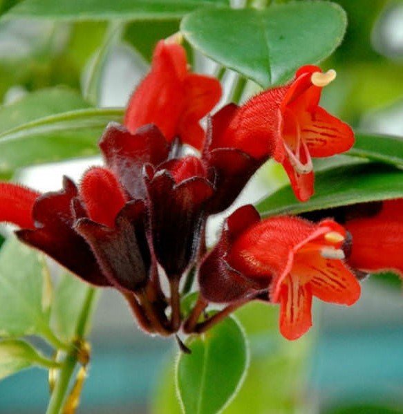 Ruj Çiçeği Aeschynanthus Radicans 10-20 cm