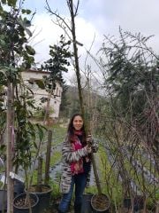 Siyah Tatlı Dut Fidanı 250-300 cm Boy-Gövde Çevresi 14-18 cm