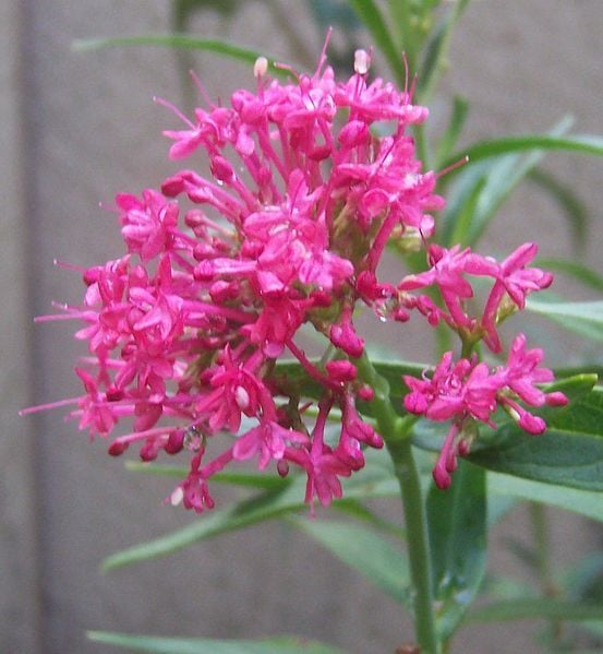 Kırmızı Mahmuz Çiçeği (Centranthus Ruber) 0-20 cm