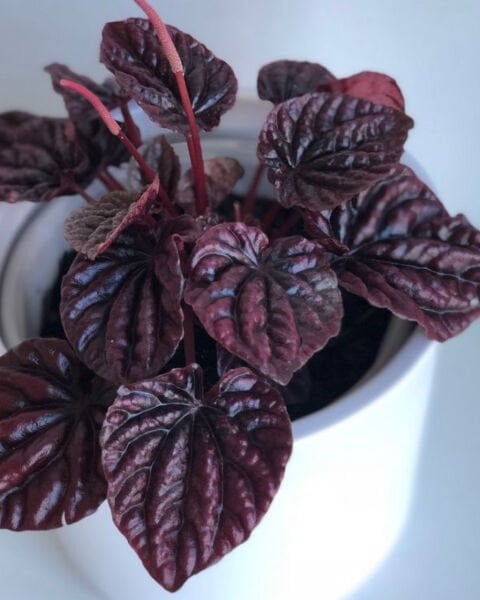 Peperomia Caperata Zümrüt Dalgası Fidanı